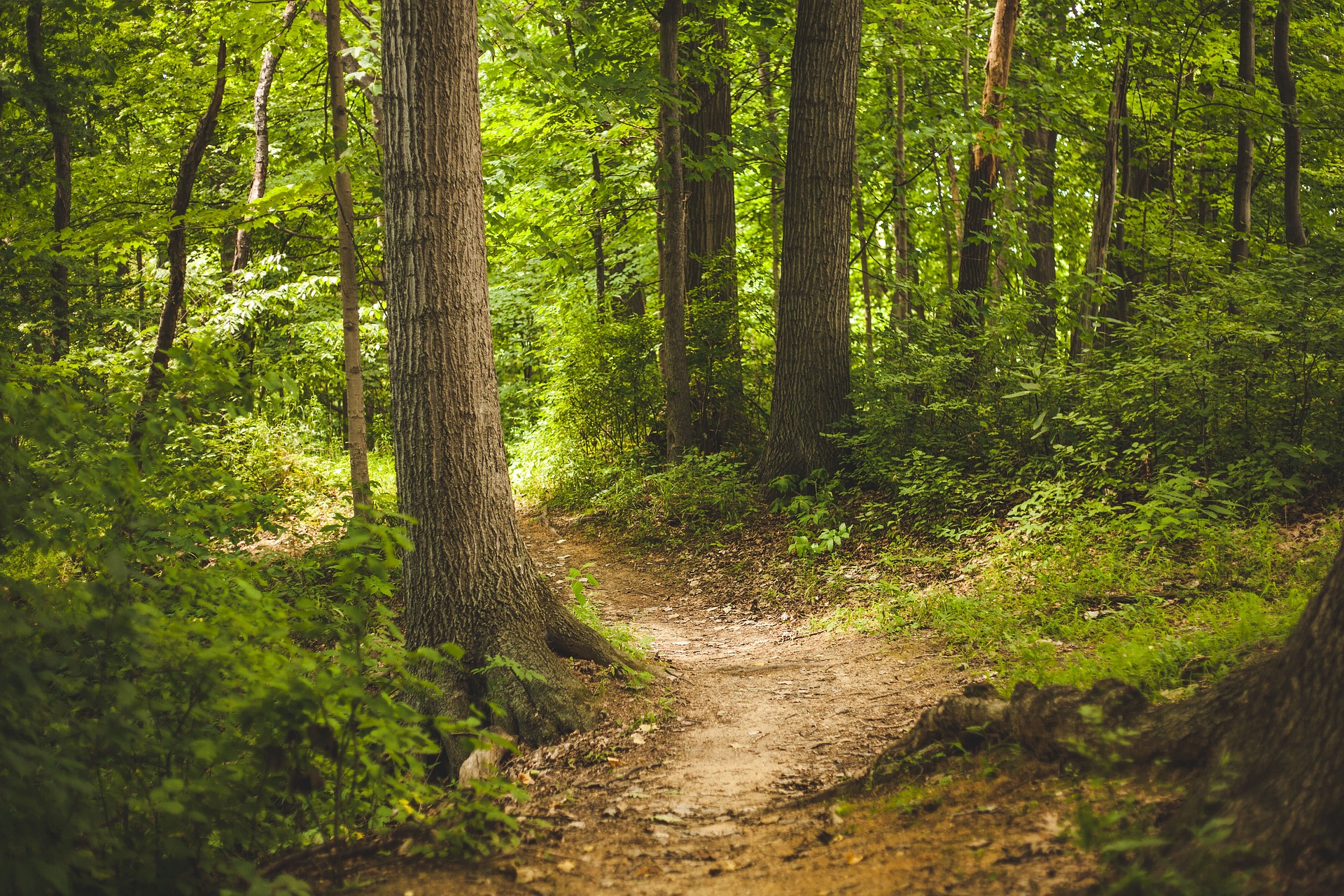 Trail through moorland