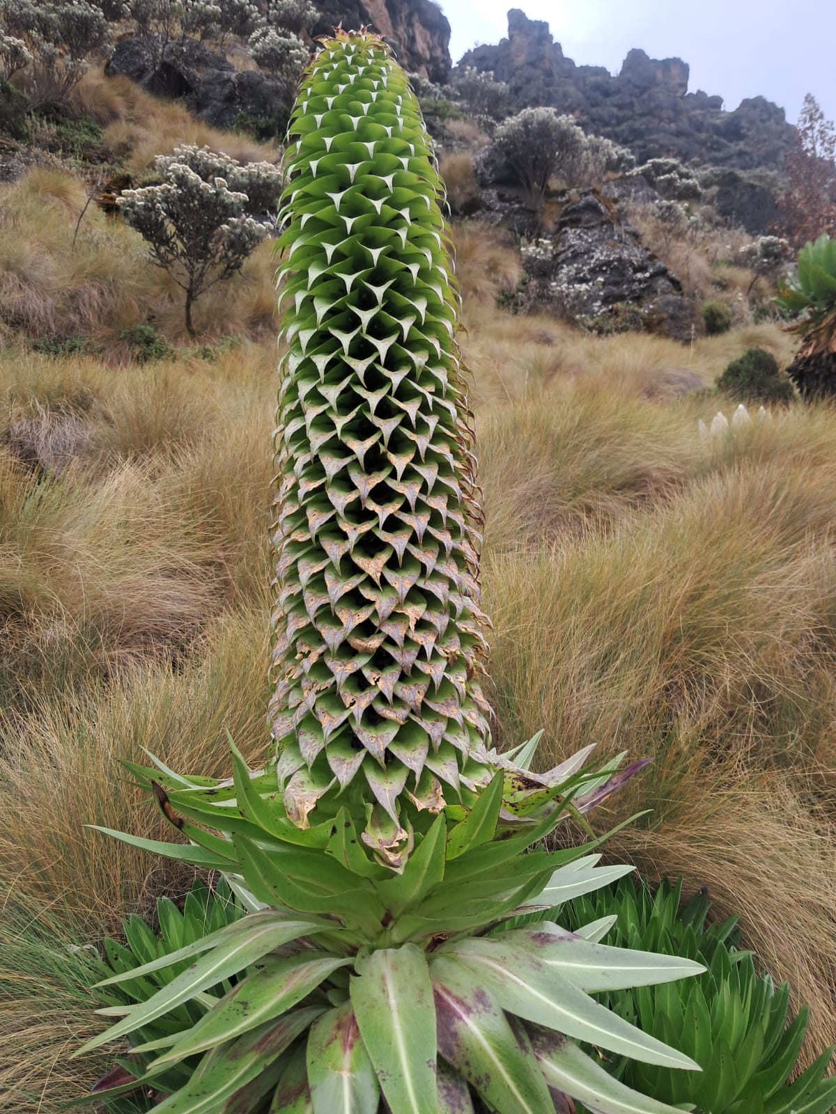Vegetation